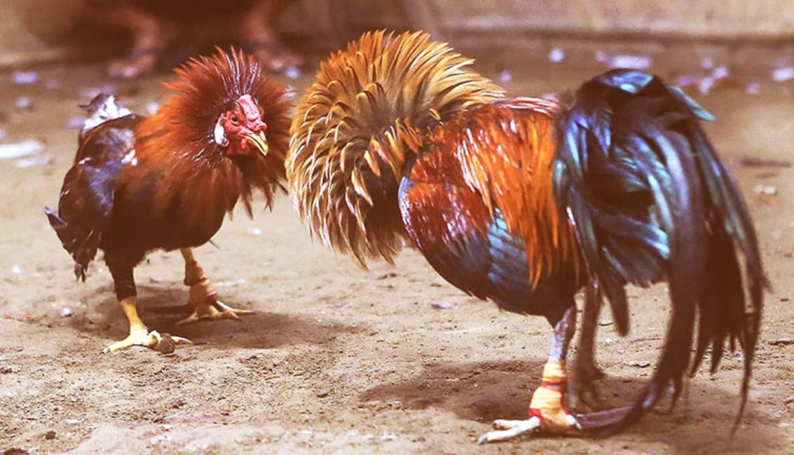 Các Loại Hình Đá Gà Tại 789P